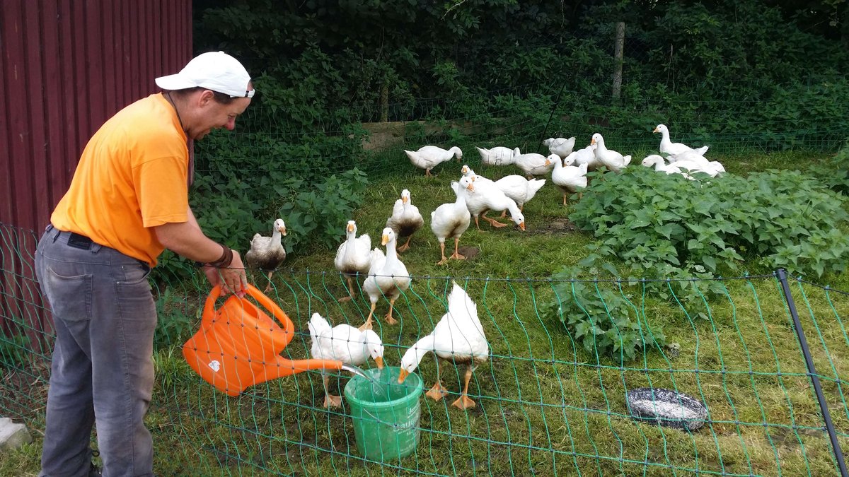Gänsebraten 4 Personen
